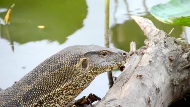 El reptil gigante del monitor Lagarto está arrastrándose por el tronco en el pantano tropical para rascarse la barbilla. Animal concepto de vida silvestre en 1920x1080 calidad HD . — Vídeo de stock