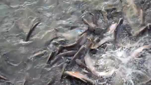 Carne de rebanho de tubarões iridescentes (peixes) no rio Chao Phraya, no interior da Tailândia. Animais selvagens conceito em 1920x1080 HD qualidade — Vídeo de Stock