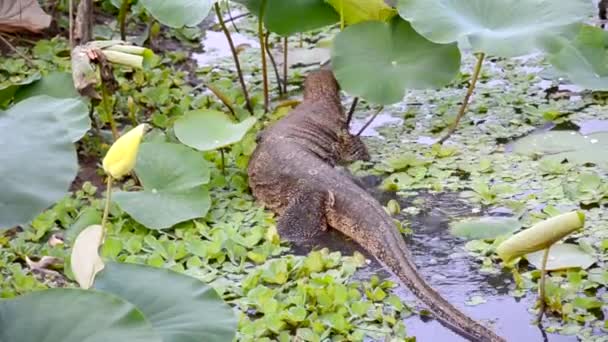 Gigante lagarto monitor reptil fauna está arrastrándose a través de un estanque de loto en pantano tropical . — Vídeos de Stock