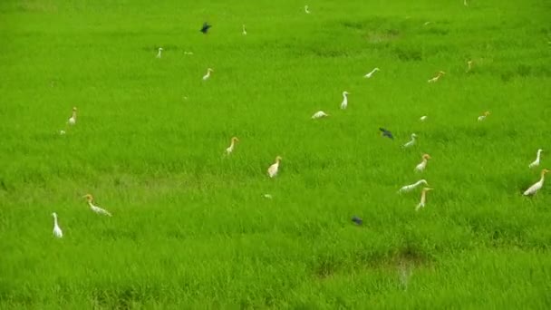Campo de Aves, garzas, garzas y golondrinas en las afueras de Tailandia. Concepto de fauna animal . — Vídeo de stock