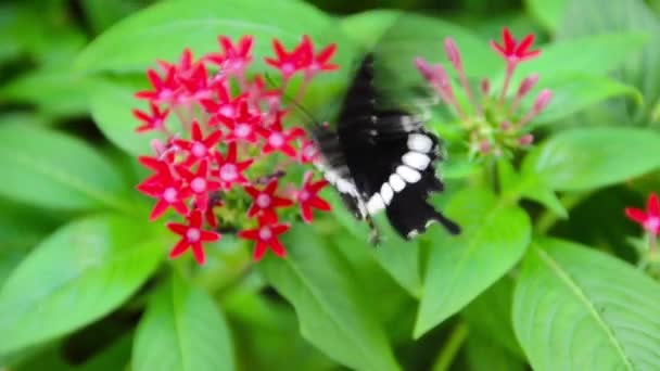 黒と白のヘレン蝶昆虫は赤いイクソラ花蜜の食事を楽しんでいます。それは野生動物ドキュメンタリーです。. — ストック動画