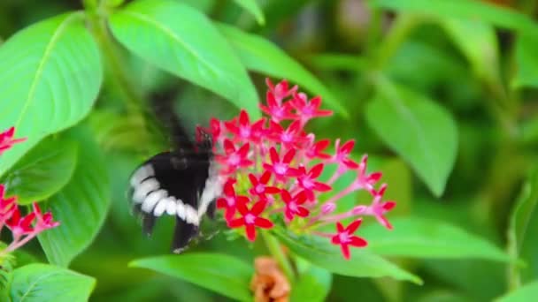 Ein schwarz-weißes Schmetterlingsinsekt genießt seine Mahlzeit auf dem roten Ixora-Blütennektar. Es ist eine Tierwelt-Doku. — Stockvideo