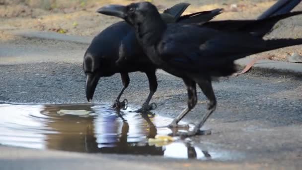 Τα έξυπνα κοράκια ζευγάρι πουλιών κάνουν το φαγητό μαλακό στο νερό πριν το φάνε. Το ντοκιμαντέρ για τις ζωικές ικανότητες. HD απόθεμα βίντεο — Αρχείο Βίντεο