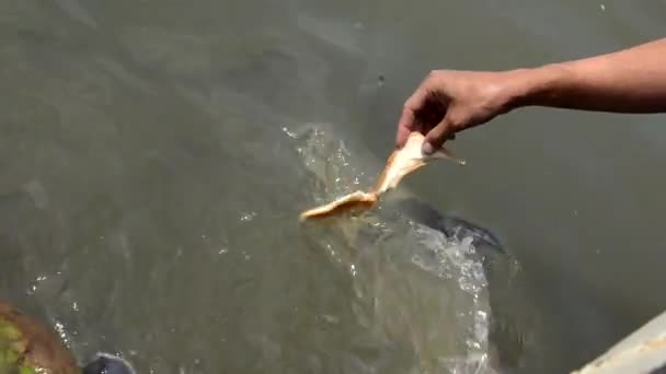 Une personne nourrit des poissons d'eau douce de requin irisé sauvage avec du pain dans la rivière Chao Phraya dans la campagne thaïlandaise . — Video