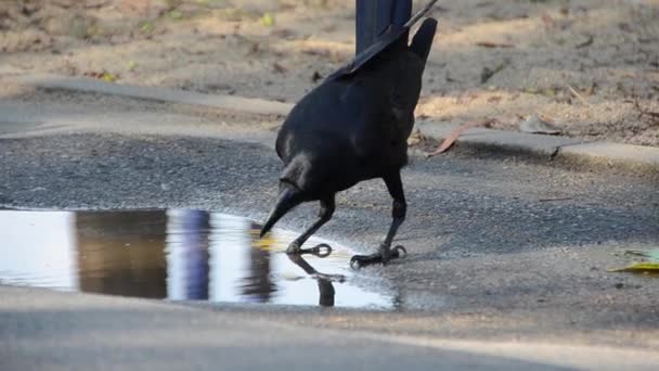 スマートカラスの鳥は、それを食べる前に水の中で食べ物を柔らかくしています。動物の技能に関する動物野生動物のドキュメンタリー. — ストック動画