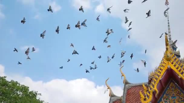 Ein Schwarm Taubenvögel fliegt auf die Spitze des asiatischen Tempelgiebels bei blauem Himmel zu. — Stockvideo