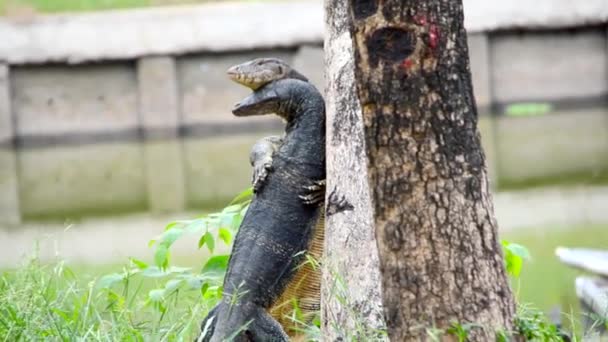 ジャイアントトカゲモニター爬虫類は、木の横の2本の脚にレスリングのように交尾し、抱きしめています。それはHd品質で動物野生動物のドキュメンタリー発見の珍しいシーンです. — ストック動画