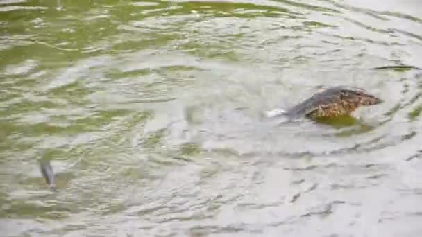 Scène rare d'accouplement de reptiles lézards géants dans l'eau du marais forestier. C'est un vrai documentaire sur la faune animale. .
