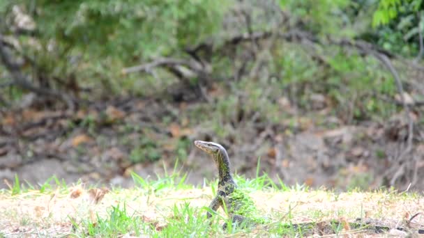 A couple of Myna bird is attacking a giant lizard monitor reptile to protect their nest. Rare scene of animal fighting — Stock Video