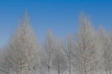 Karla kaplı bir ağaç.