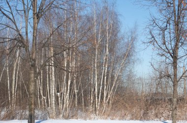 Banliyö bölgesindeki huş ağaçları. Dayshot