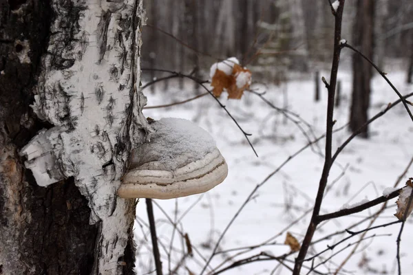 Tinder Fungus Inonotus Beveled Species Mushrooms Genus Inonotus Inonotus Basidiomycete — Stock Photo, Image