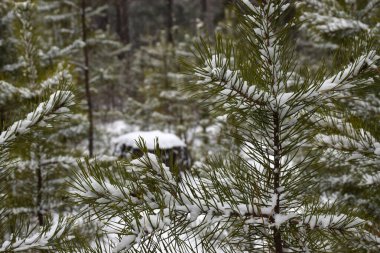 Sibirya 'da kış ormanı 