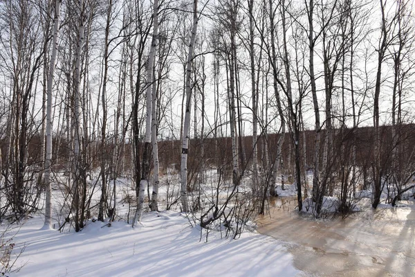 Sibirya 'da kış ormanı 