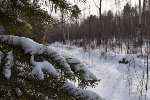 Sibirya 'da kış ormanı 