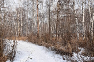 Transbaikalia 'nın kış ormanı.