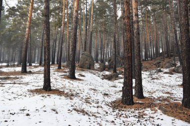 Transbaikalia 'nın kış ormanı.