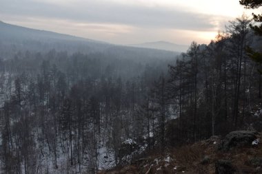   Transbaikalia 'nın kış ormanı.