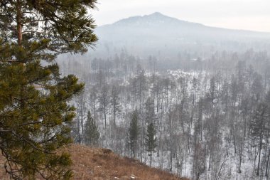      Transbaikalia 'nın kış ormanı.