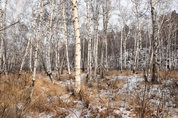 Transbaikalia 'nın kış ormanı.