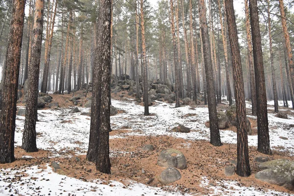 Transbaikalia 'nın kış ormanı.