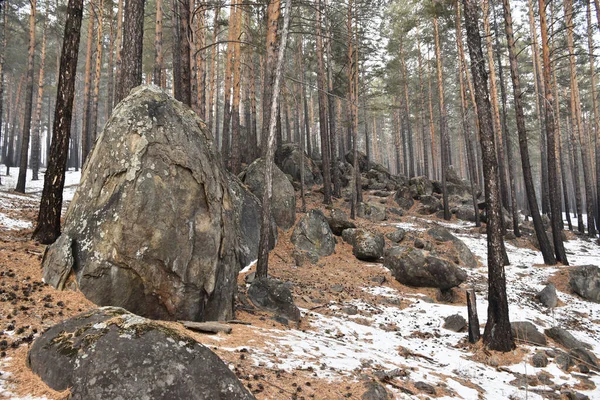  Transbaikalia 'nın kış ormanı.