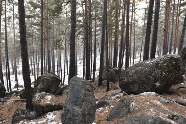  Transbaikalia 'nın kış ormanı.