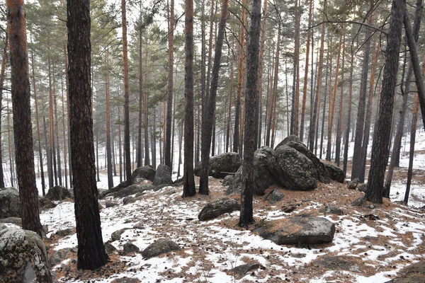  Transbaikalia 'nın kış ormanı.