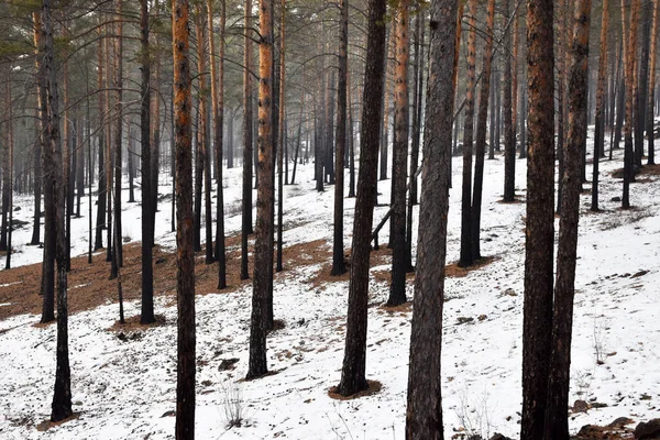   Transbaikalia 'nın kış ormanı.
