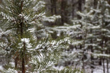Trans-Baykal Bölgesi Kış Ormanı