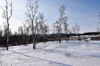 Trans-Baykal Bölgesi Kış Ormanı