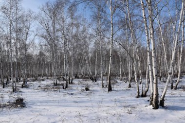 Trans-Baykal Bölgesi Kış Ormanı