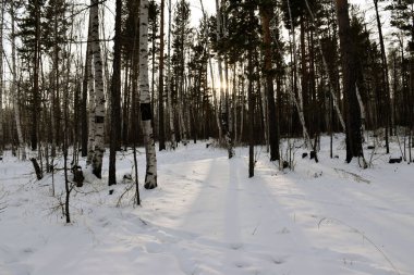 Trans-Baykal Bölgesi Kış Ormanı