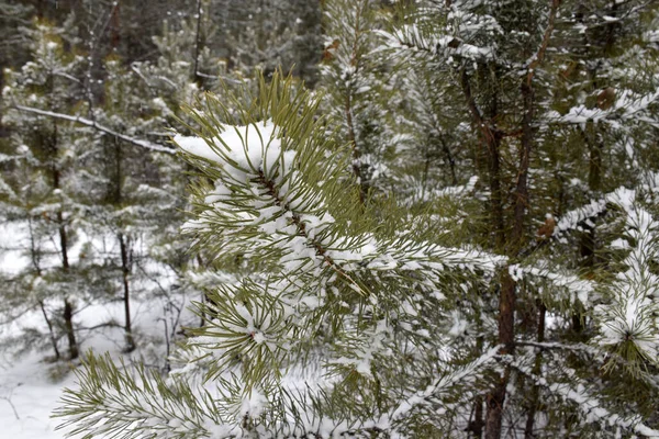 Trans-Baykal Bölgesi Kış Ormanı