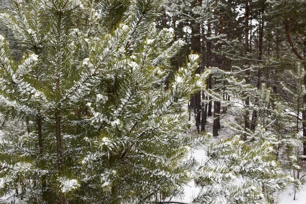 Trans-Baykal Bölgesi Kış Ormanı