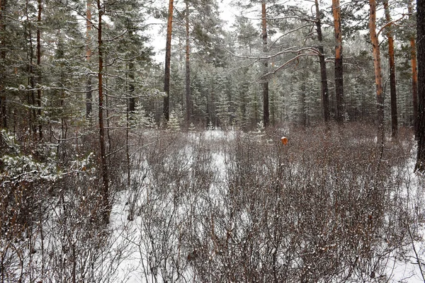 Trans-Baykal Bölgesi Kış Ormanı