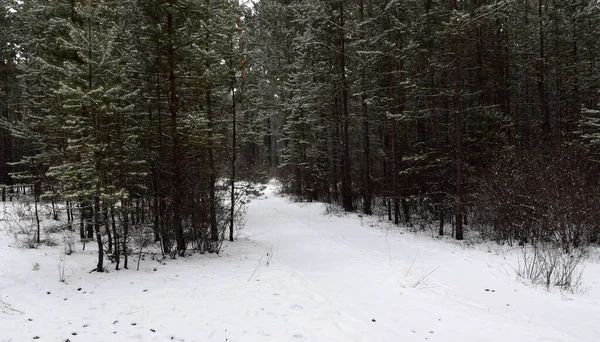 Trans-Baykal Bölgesi Kış Ormanı