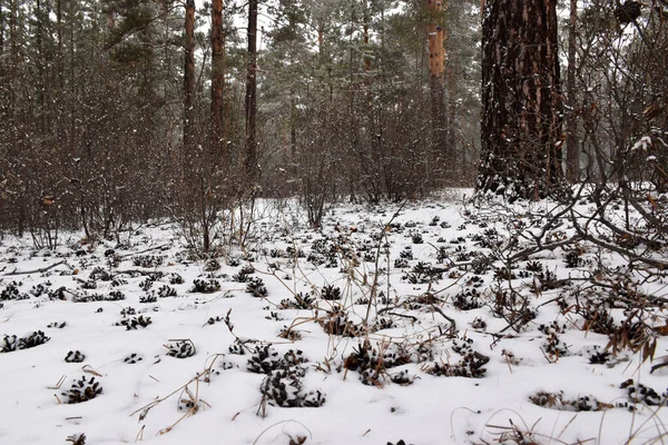 Trans-Baykal Bölgesi Kış Ormanı