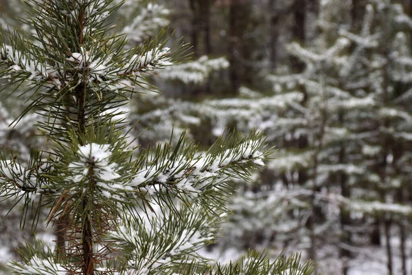 Trans-Baykal Bölgesi Kış Ormanı