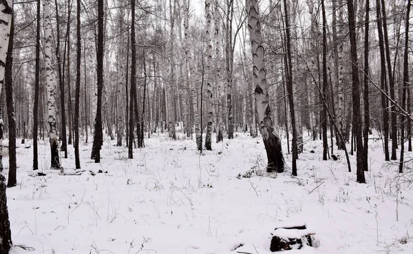 Trans-Baykal Bölgesi Kış Ormanı