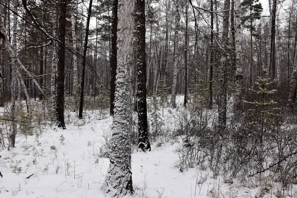 Trans-Baykal Bölgesi Kış Ormanı