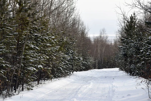 Trans-Baykal Bölgesi Kış Ormanı