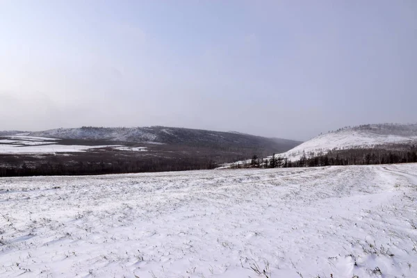 Trans-Baykal Bölgesi Kış Ormanı