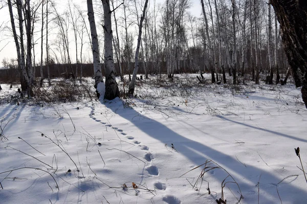 Trans-Baykal Bölgesi Kış Ormanı