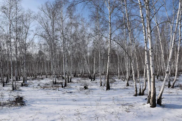 Trans-Baykal Bölgesi Kış Ormanı