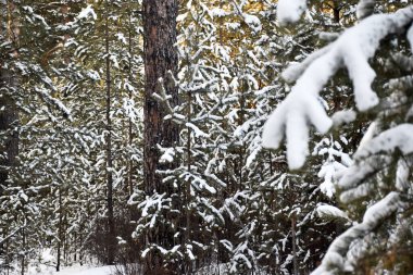 Trans-Baykal Bölgesinin Kış Doğası