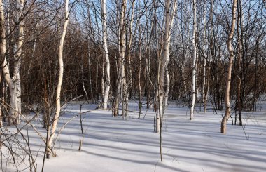 Trans-Baykal Bölgesinin Kış Doğası
