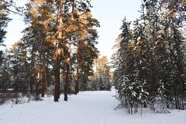 Trans-Baykal Bölgesinin Kış Doğası