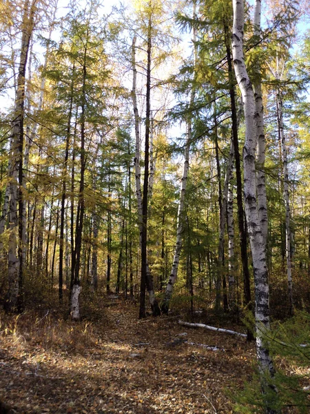 Trans-Baykal bölgesinin sonbahar ormanı 