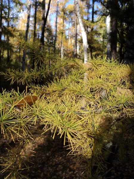 Trans-Baykal bölgesinin sonbahar ormanı 